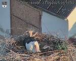 Capi_Dubne_20250521_055502.jpg