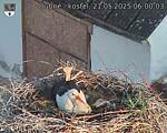 Capi_Dubne_20250521_060003.jpg