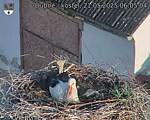 Capi_Dubne_20250521_060504.jpg