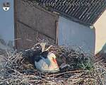 Capi_Dubne_20250521_061004.jpg