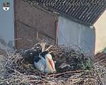 Capi_Dubne_20250521_061504.jpg