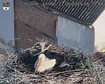 Capi_Dubne_20250521_062004.jpg
