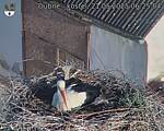 Capi_Dubne_20250521_062504.jpg