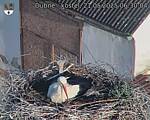 Capi_Dubne_20250521_063004.jpg