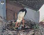 Capi_Dubne_20250521_063504.jpg