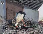 Capi_Dubne_20250521_064002.jpg