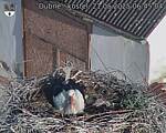 Capi_Dubne_20250521_064504.jpg