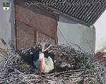 Capi_Dubne_20250521_065003.jpg