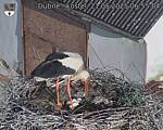 Capi_Dubne_20250521_065504.jpg