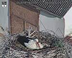 Capi_Dubne_20250521_070503.jpg