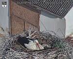 Capi_Dubne_20250521_071004.jpg