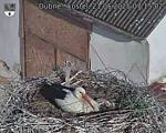 Capi_Dubne_20250521_071502.jpg
