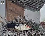 Capi_Dubne_20250521_072002.jpg