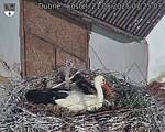 Capi_Dubne_20250521_072503.jpg