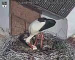 Capi_Dubne_20250521_073002.jpg