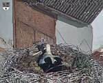 Capi_Dubne_20250521_073504.jpg