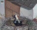 Capi_Dubne_20250521_074002.jpg