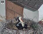 Capi_Dubne_20250521_074504.jpg