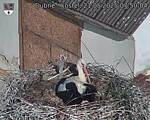 Capi_Dubne_20250521_075004.jpg