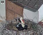 Capi_Dubne_20250521_080004.jpg