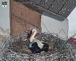 Capi_Dubne_20250521_080504.jpg