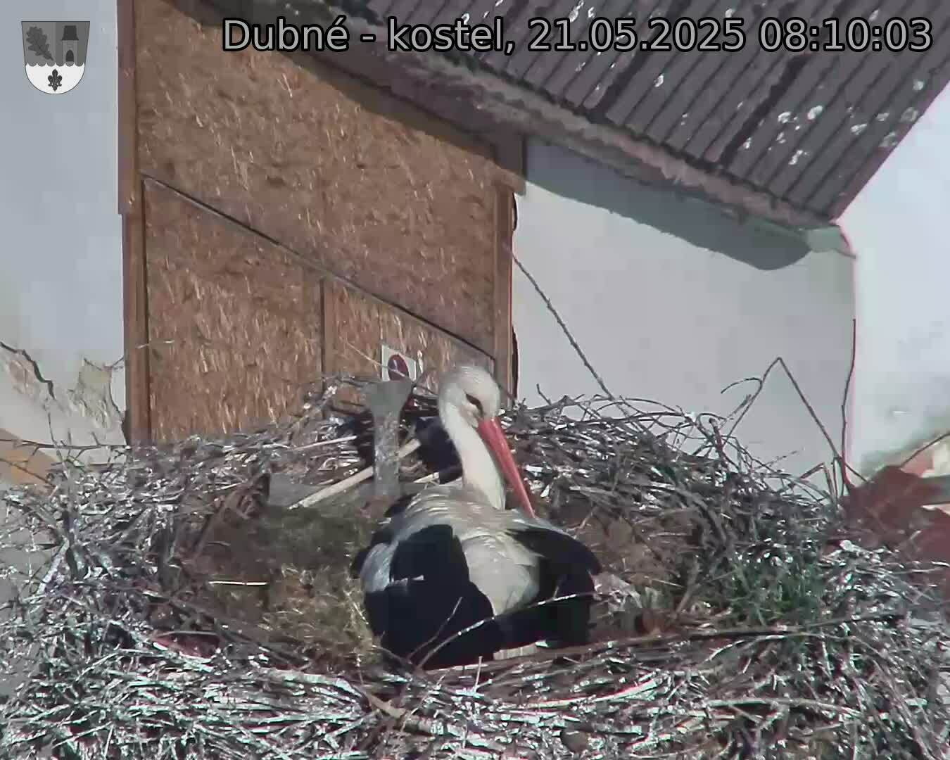 Capi_Dubne_20250521_081003.jpg (1350 x 1080)
