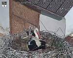 Capi_Dubne_20250521_081003.jpg
