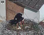 Capi_Dubne_20250521_082002.jpg