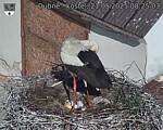 Capi_Dubne_20250521_082503.jpg