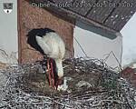 Capi_Dubne_20250521_083002.jpg