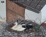 Capi_Dubne_20250521_084004.jpg