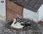 Capi_Dubne_20250521_085004.jpg