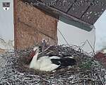 Capi_Dubne_20250521_085502.jpg