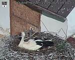 Capi_Dubne_20250521_090003.jpg