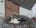 Capi_Dubne_20250521_090504.jpg