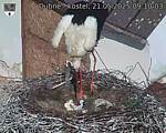 Capi_Dubne_20250521_091003.jpg
