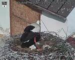 Capi_Dubne_20250521_092503.jpg