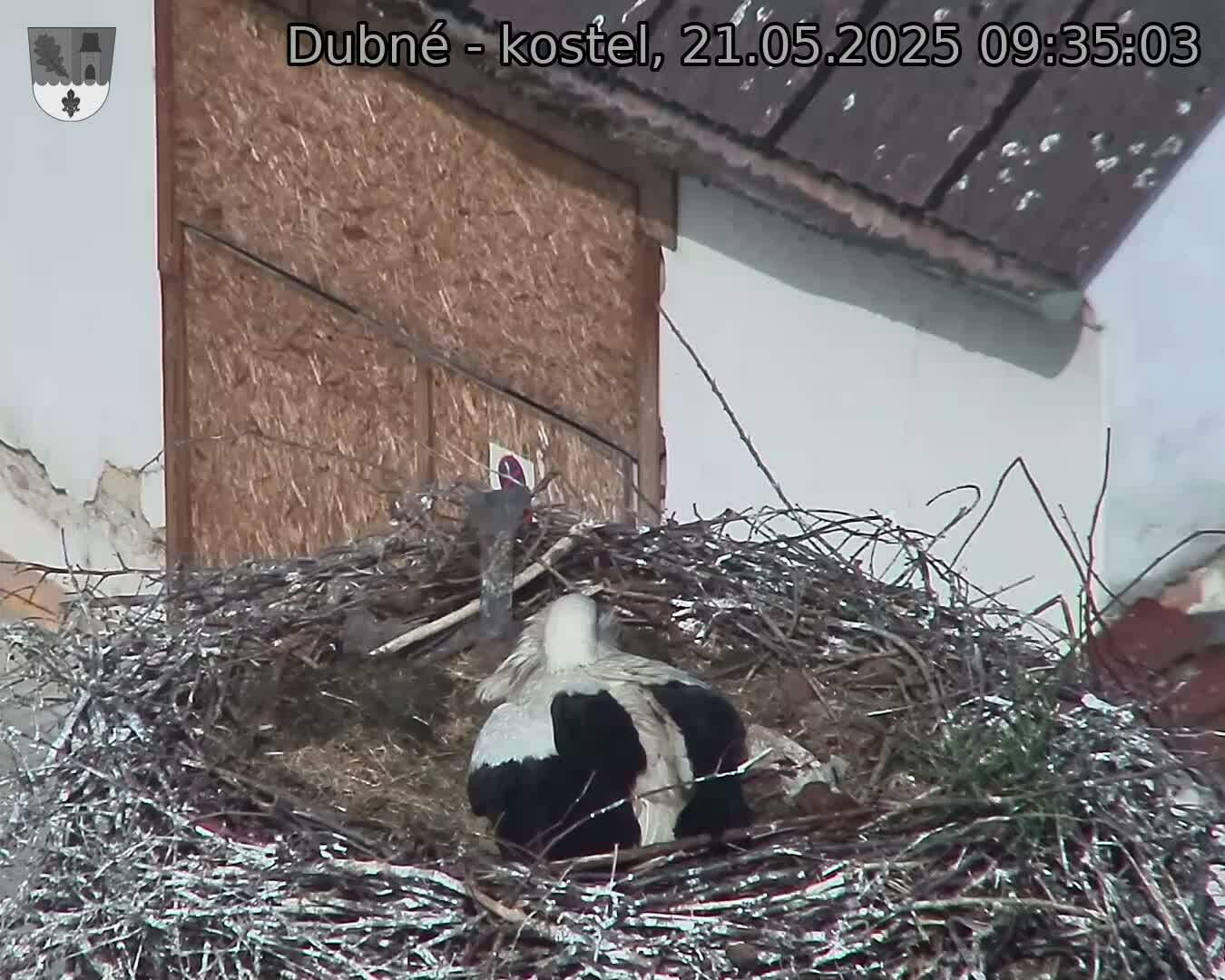 Capi_Dubne_20250521_093503.jpg (1350 x 1080)