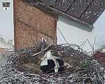 Capi_Dubne_20250521_093503.jpg