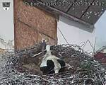 Capi_Dubne_20250521_094002.jpg
