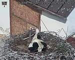 Capi_Dubne_20250521_095503.jpg