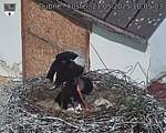 Capi_Dubne_20250521_100504.jpg