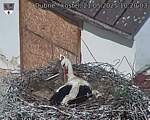 Capi_Dubne_20250521_102003.jpg