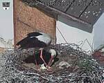 Capi_Dubne_20250521_102502.jpg