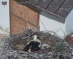 Capi_Dubne_20250521_103003.jpg