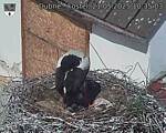 Capi_Dubne_20250521_103503.jpg
