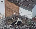 Capi_Dubne_20250521_104002.jpg