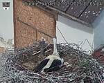 Capi_Dubne_20250521_110504.jpg