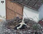 Capi_Dubne_20250521_111004.jpg