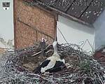 Capi_Dubne_20250521_111502.jpg